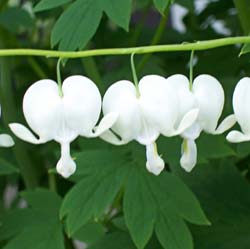 Coeur de Marie 'Alba'